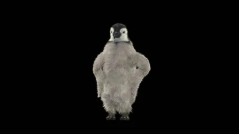 Penguin, With Alpha Matte. 库存影片 148495571