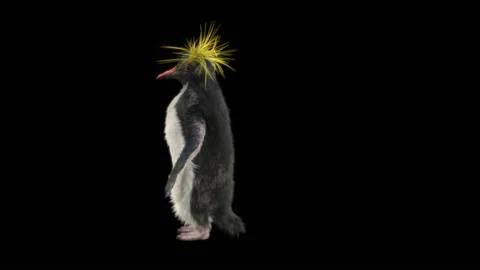 Penguin, With Alpha Matte. 库存影片 148496472