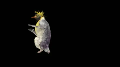 Penguin, With Alpha Matte. 库存影片 148500856