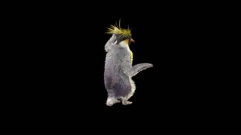 Penguin, With Alpha Matte. Stock Footage 149135556