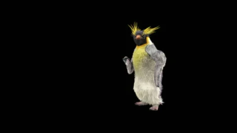 Penguin, With Alpha Matte. 库存影片 149427707