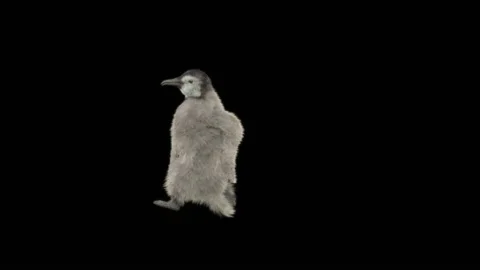 Penguin, With Alpha Matte. 库存影片 149510276