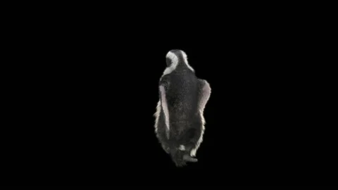 Penguin, With Alpha Matte. 库存影片 149510293