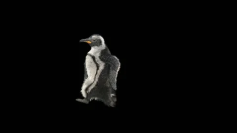 Penguin, With Alpha Matte. Stock Footage 149510327