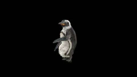 Penguin, With Alpha Matte. 動画素材 149900048