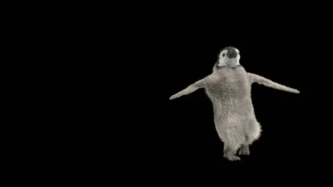 Penguin, With Alpha Matte. 動画素材 150270553