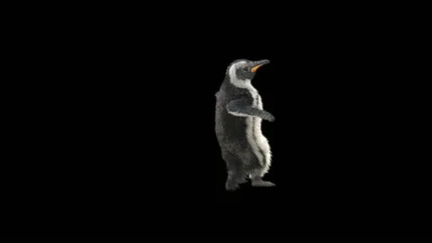 Penguin, With Alpha Matte. 動画素材 150270738