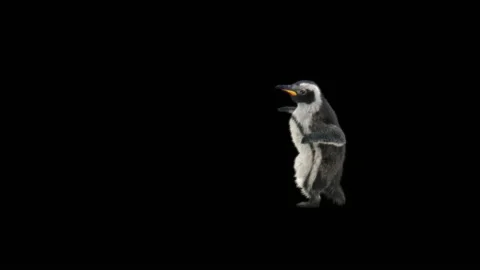 Penguin, With Alpha Matte. Stock Footage 150584706