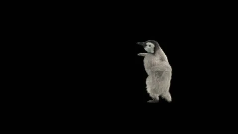 Penguin, With Alpha Matte. Stock Footage 150584850