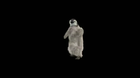 Penguin, With Alpha Matte. Stock Footage 150971352