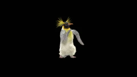 Penguin, With Alpha Matte. Stock Footage 150971520