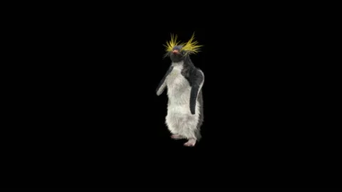 Penguin, With Alpha Matte. Stock Footage 150971526