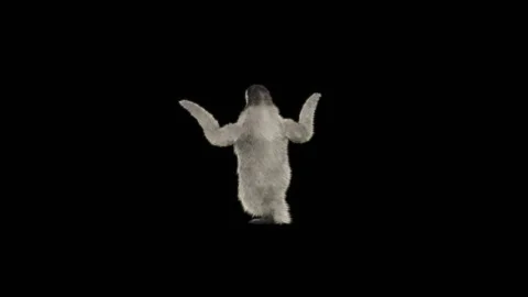 Penguin, With Alpha Matte. Stock Footage 151847795