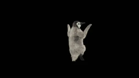 Penguin, With Alpha Matte. Stock Footage 151847805