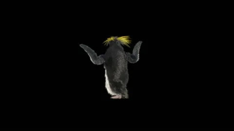 Penguin, With Alpha Matte. 库存影片 151847859