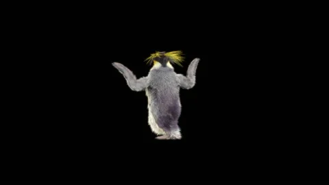 Penguin, With Alpha Matte. Stock Footage 151847914