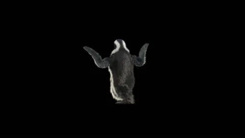 Penguin, With Alpha Matte. 库存影片 151847947