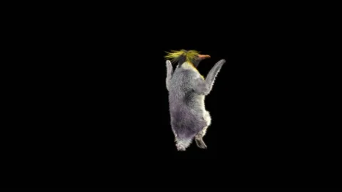 Penguin, With Alpha Matte. Stock Footage 151847968