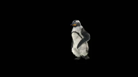 Penguin, With Alpha Matte. Stock Footage 152183849