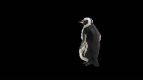 Penguin, With Alpha Matte. Видео 152183899