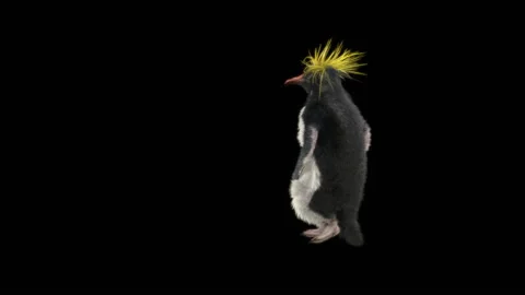 Penguin, With Alpha Matte. Stock Footage 152183986