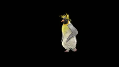 Penguin, With Alpha Matte. Stock Footage 152184081