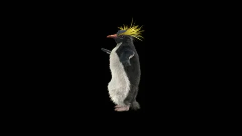Penguin, With Alpha Matte. Video stock 152792698