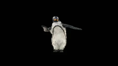 Penguin, With Alpha Matte. Stock Footage 152792939