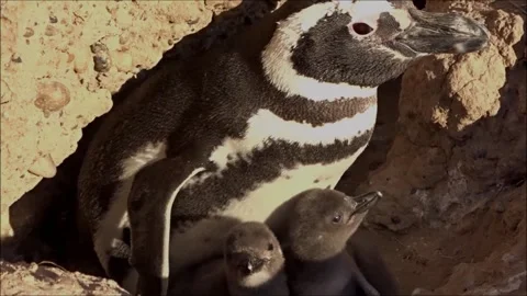 Penguin and two chicks Stock Footage 280599778