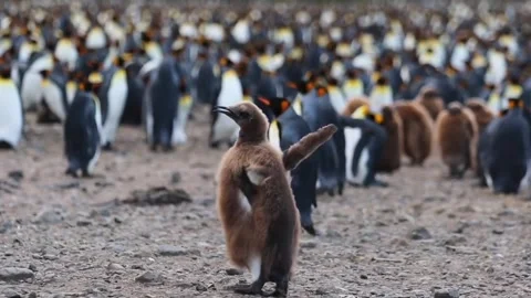 Penguin animal Stock-Footage 270817007