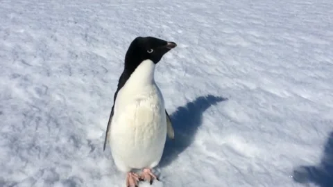 Penguin in Antarctic Stock Footage 149278406