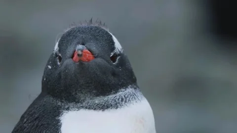 Penguin in Antarctica.  Stock Footage 288010298
