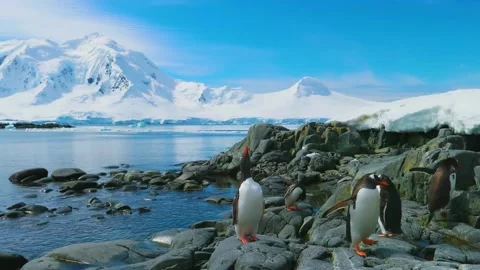Penguin in Antarctica.  Stock Footage 288010299
