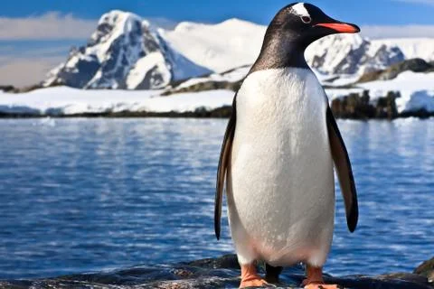 Penguin in Antarctica Foto stock
