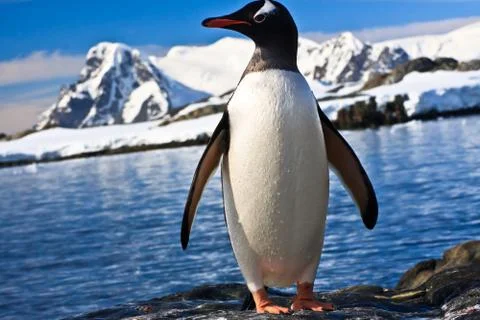 Penguin in Antarctica Stock Photos