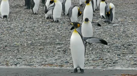 Penguin approaches from behind Stock Footage 12462636
