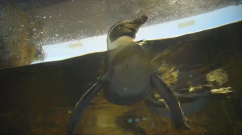 Penguin in aquarium Stock Footage 31817152