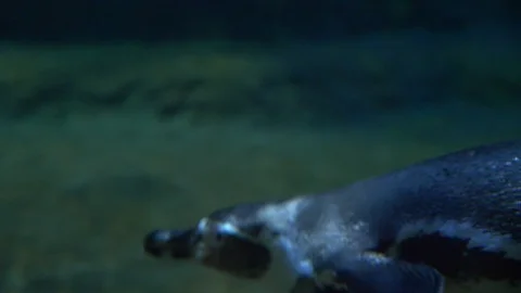 Penguin in the aquarium Video stock 94426211