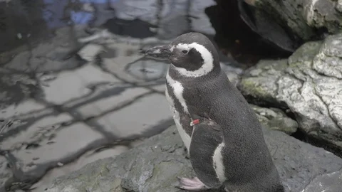 A penguin at the aquarium Stockbeeldmateriaal 125243888