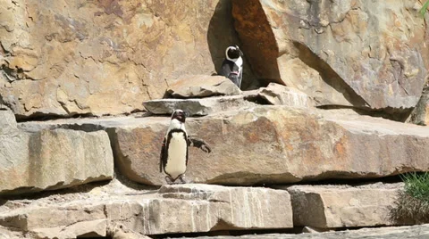 Penguin basking in the sun Stock Footage 37840275