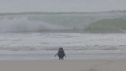 Penguin on the beach Stock Footage 74102563