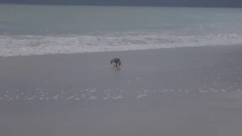 Penguin on the beach Stock Footage 74102932