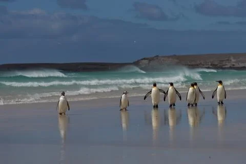 Penguin Beach Stock Photos