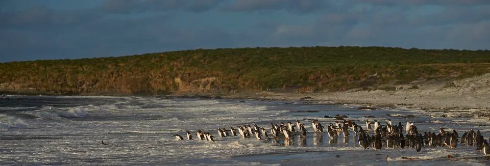 Penguin Beach Stock Photos