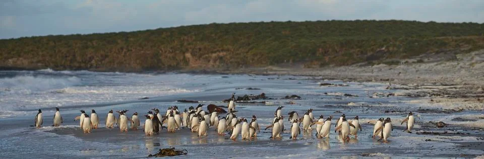 Penguin Beach Foto stock