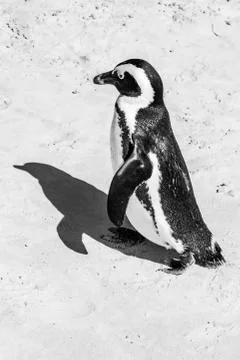 A Penguin on a Beach Stock Photos