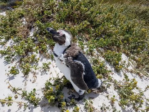 Penguin on the beach Stock Photos