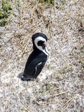 Penguin on the beach Stock Photos