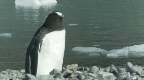 Penguin beagle channel 2 Video stock 783838