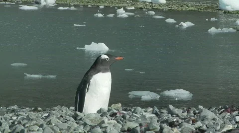 Penguin beagle channel Stock Footage 783655